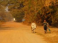 Campagne Battambang, Cambodge